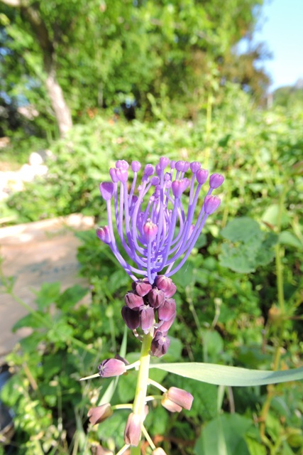 Tasselled Hyacinth